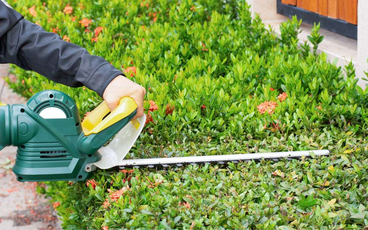 pruning-shrubs