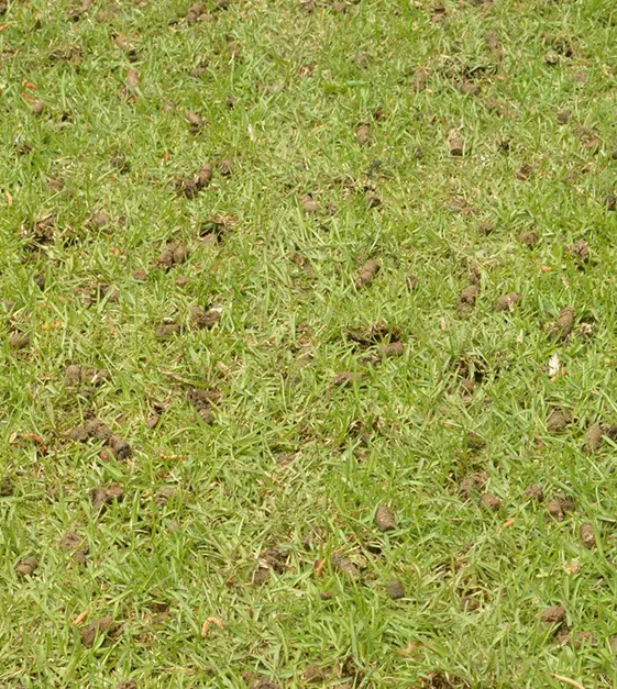 ACHIEVE YOUR DREAM LAWN WITH OUR EXPERTISE!